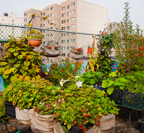 Why You Should or Shouldn't Consider a Rooftop Garden